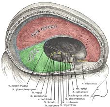 concussionheadinjurycranosacraltherapyservicesydneycbd