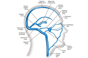 Venous Sinus Biodynamic Craniosacral Therapy Sydney CBD bcst