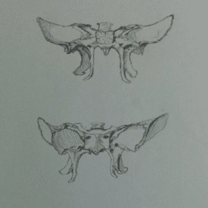 sphenoid bone craniosacral therapy sydney cbd surry hills wollongong
